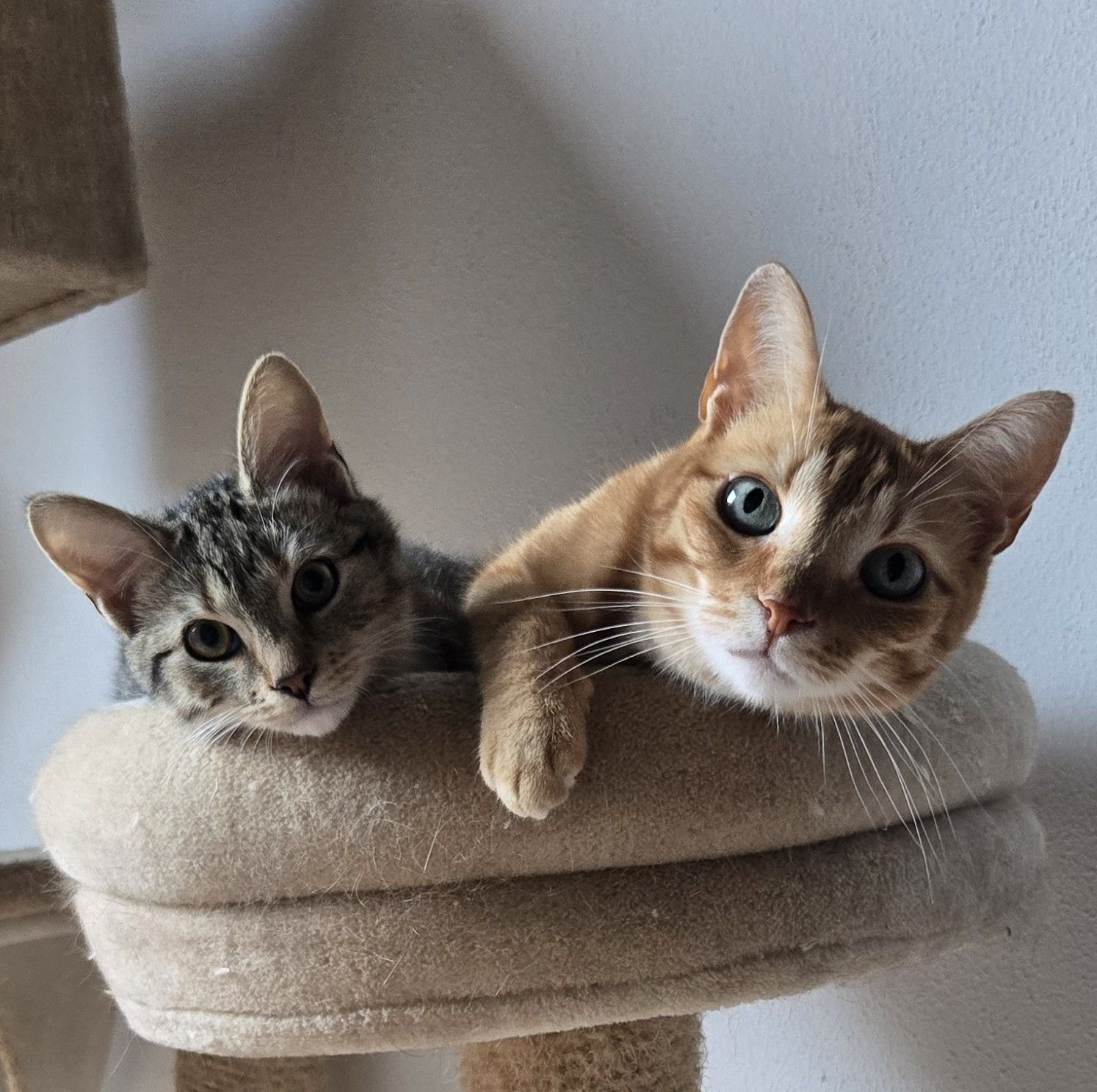 Kattenoppas in Zwijndrecht aan huis